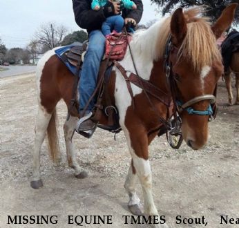 MISSING EQUINE TMMES Scout,  Near Helotes, TX, 78023